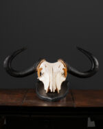 "Mavi Gnu" Kafatası - Görsel 2