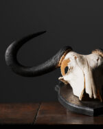 "Mavi Gnu" Kafatası - Görsel 3